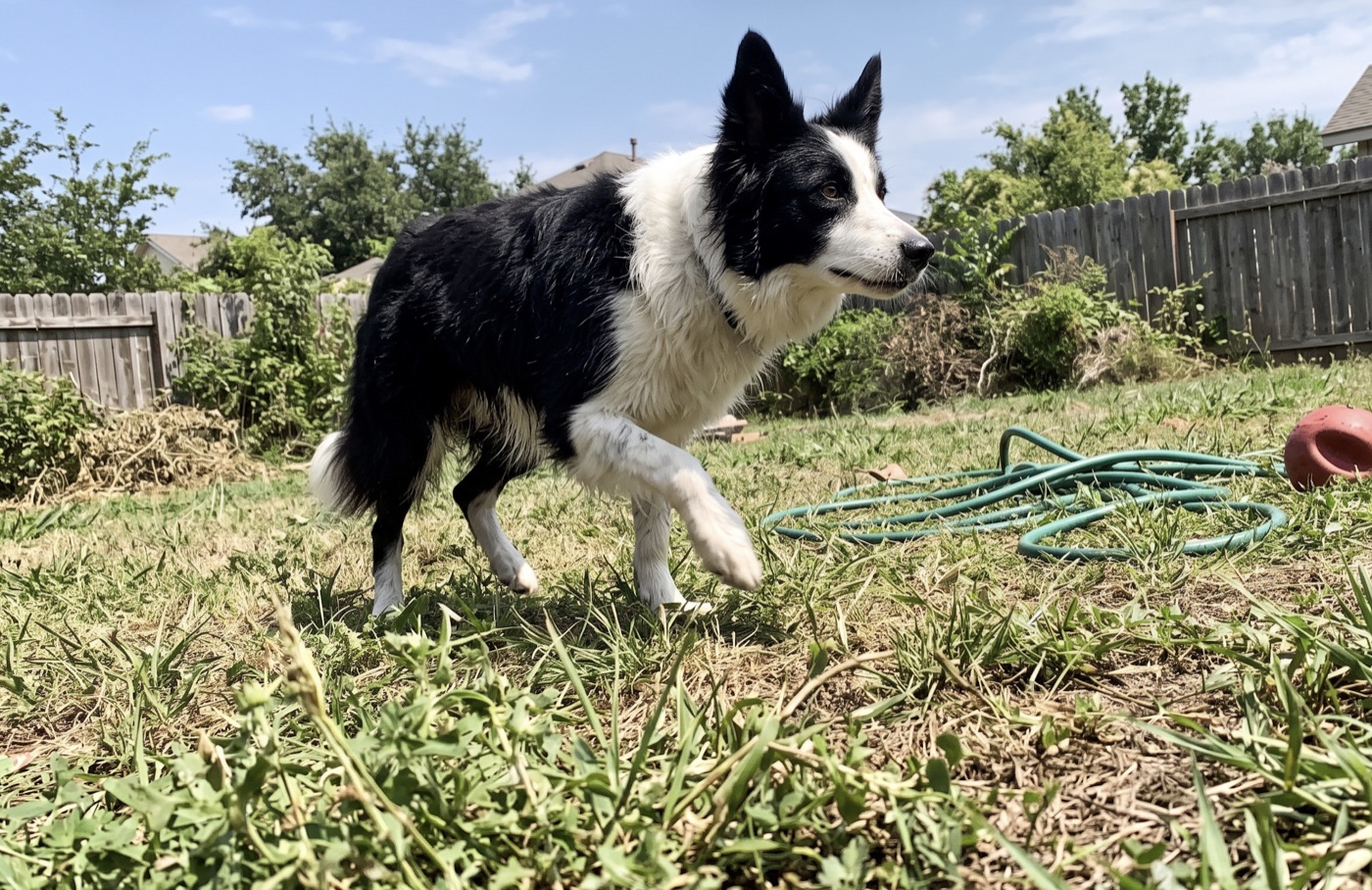 Black-and-white border collie playing in a sunny backyard
