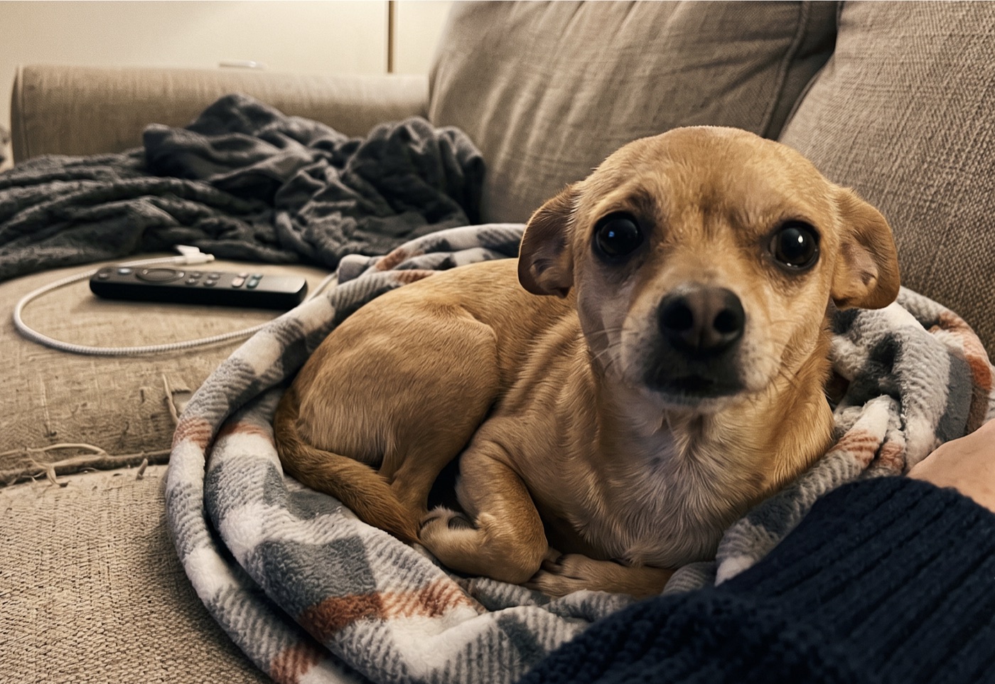 Tan chihuahua curled up cozily in a soft blanket