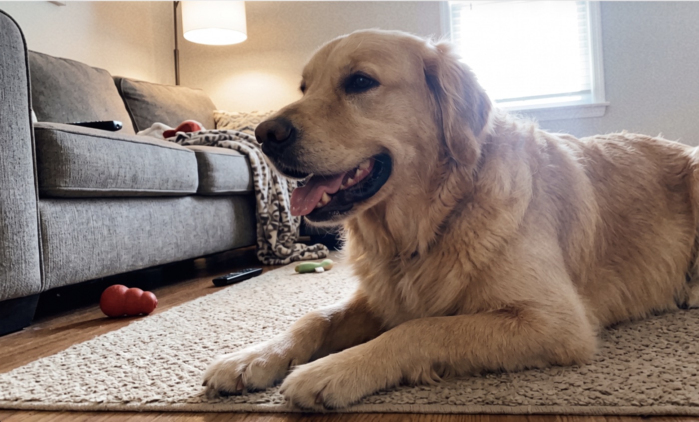 Happy golden retriever relaxing on a living-room rug